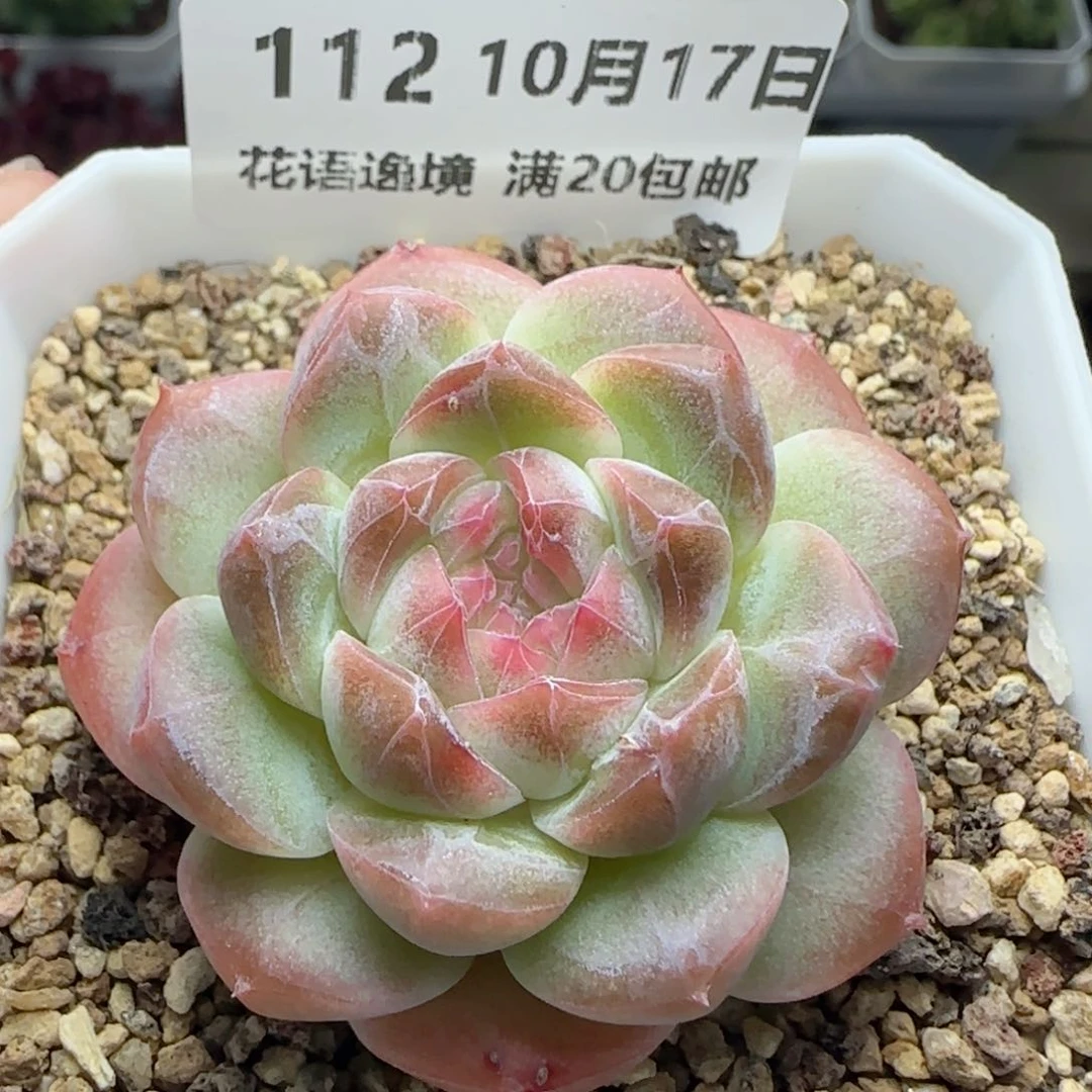 HY1017-112珍妮糖心