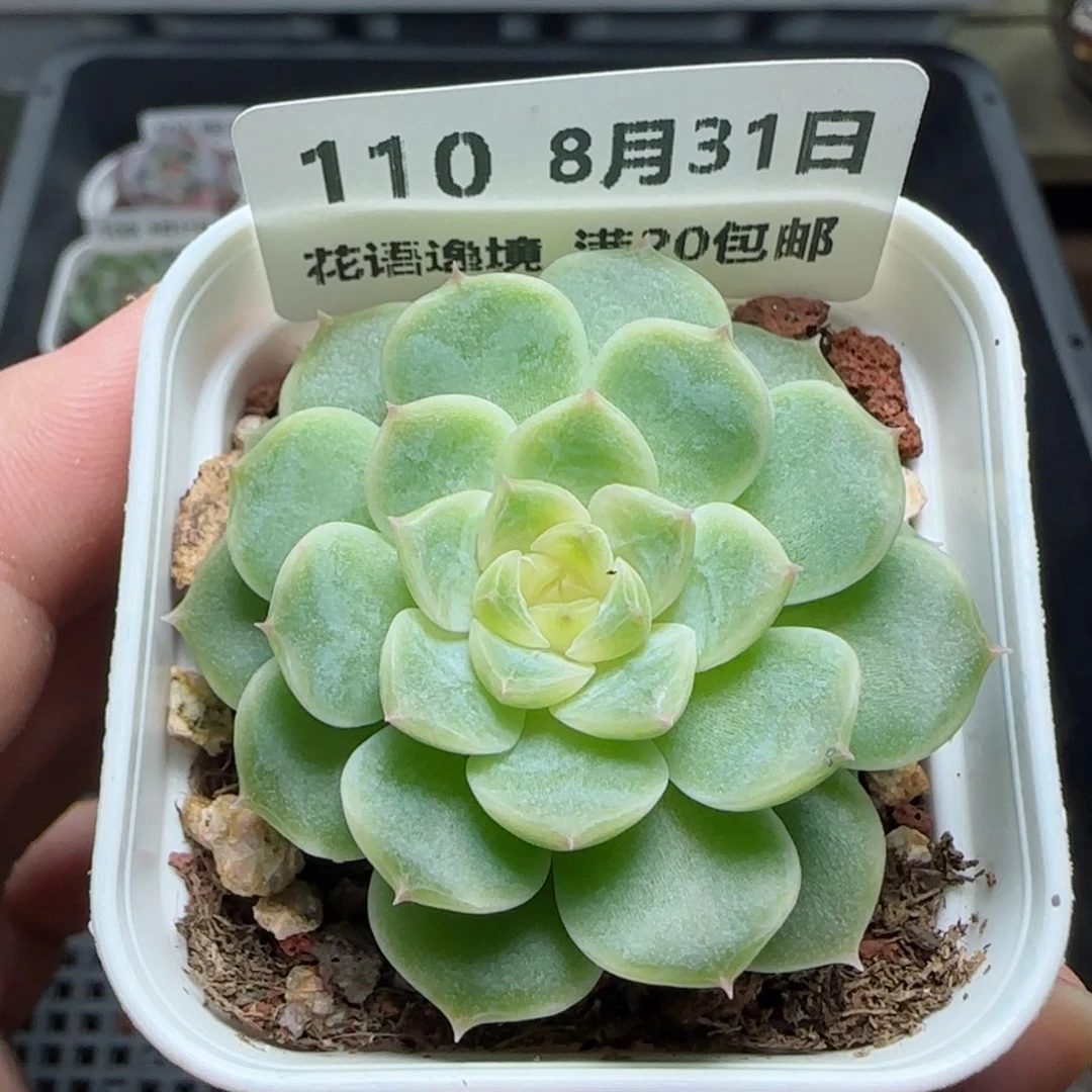 HY0831-110糖心珍妮