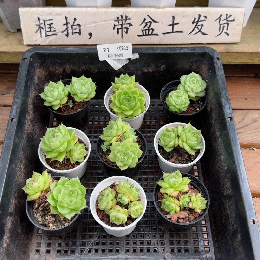 框拍框拍0820-21