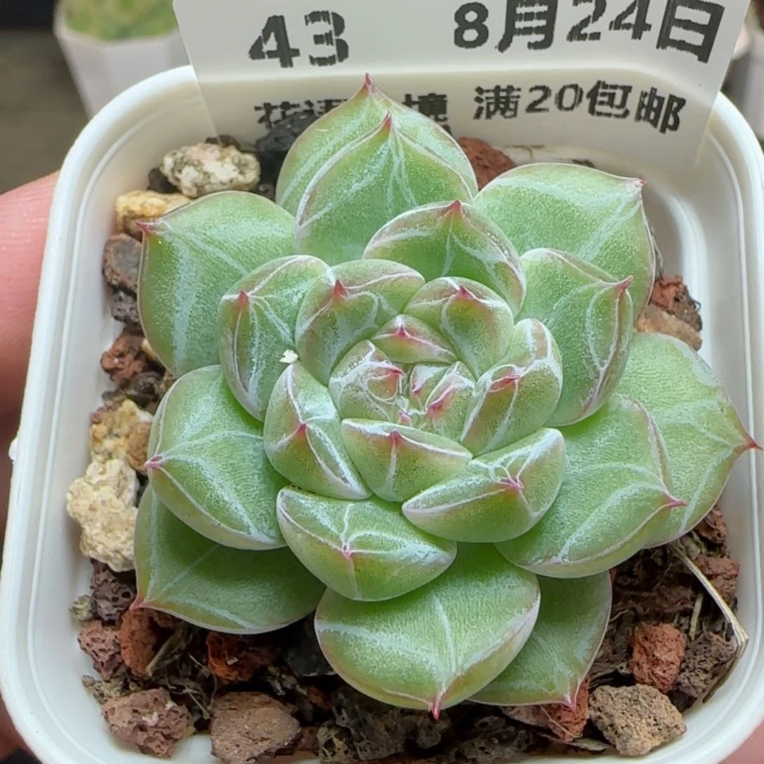HY0824-43雪花珍妮
