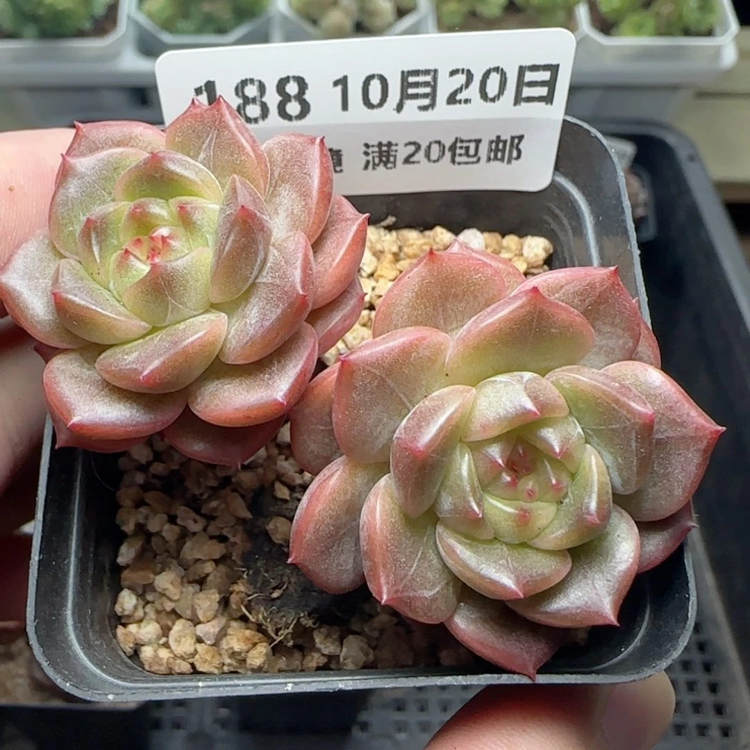 HY1020-188晴川珍妮