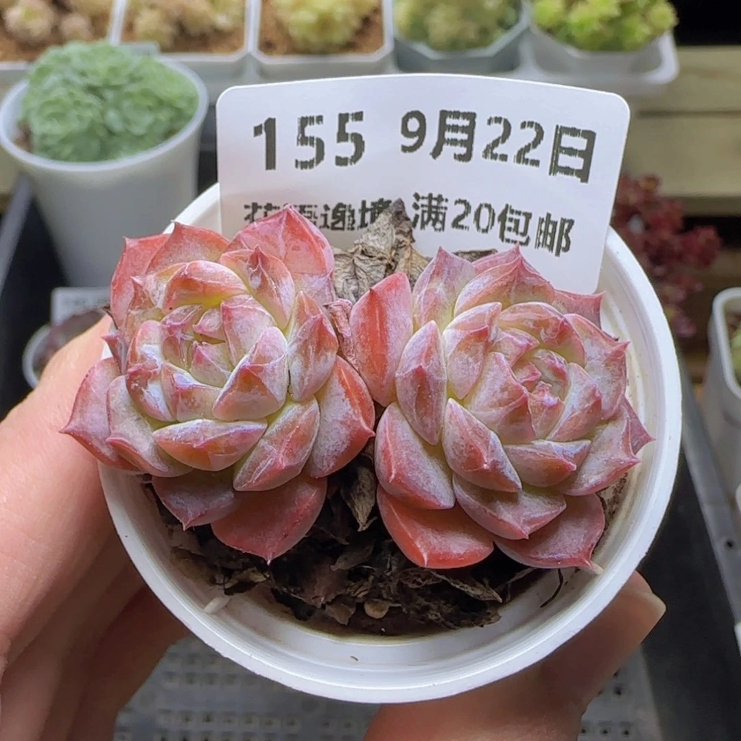 HY0922-155糖心冰魄
