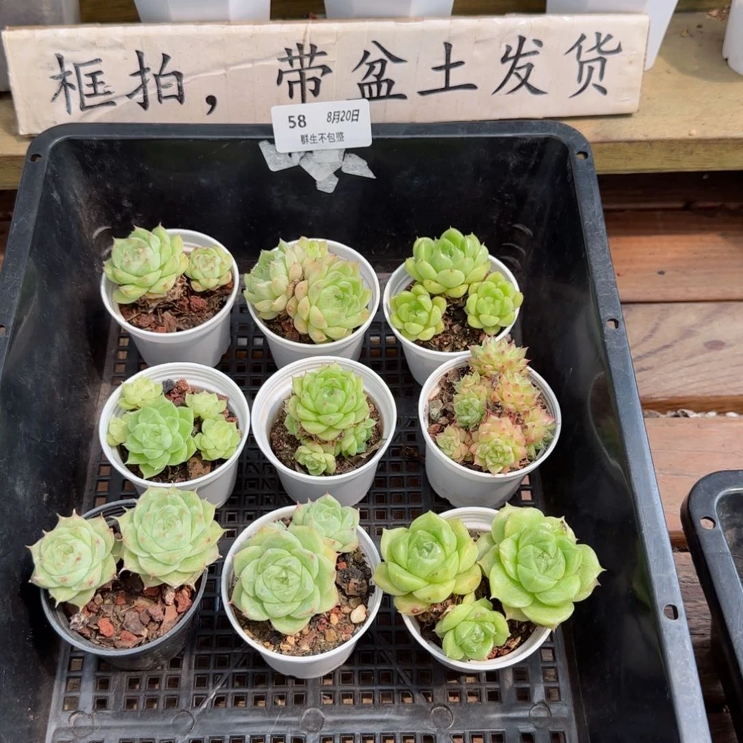 框拍框拍0820-58