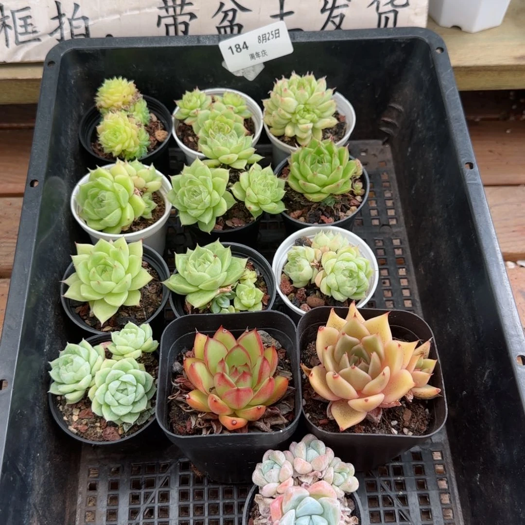 框拍框拍0825-184