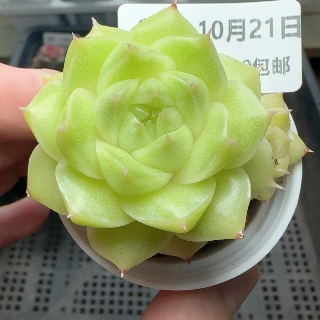 HY1021-91精品麦秆