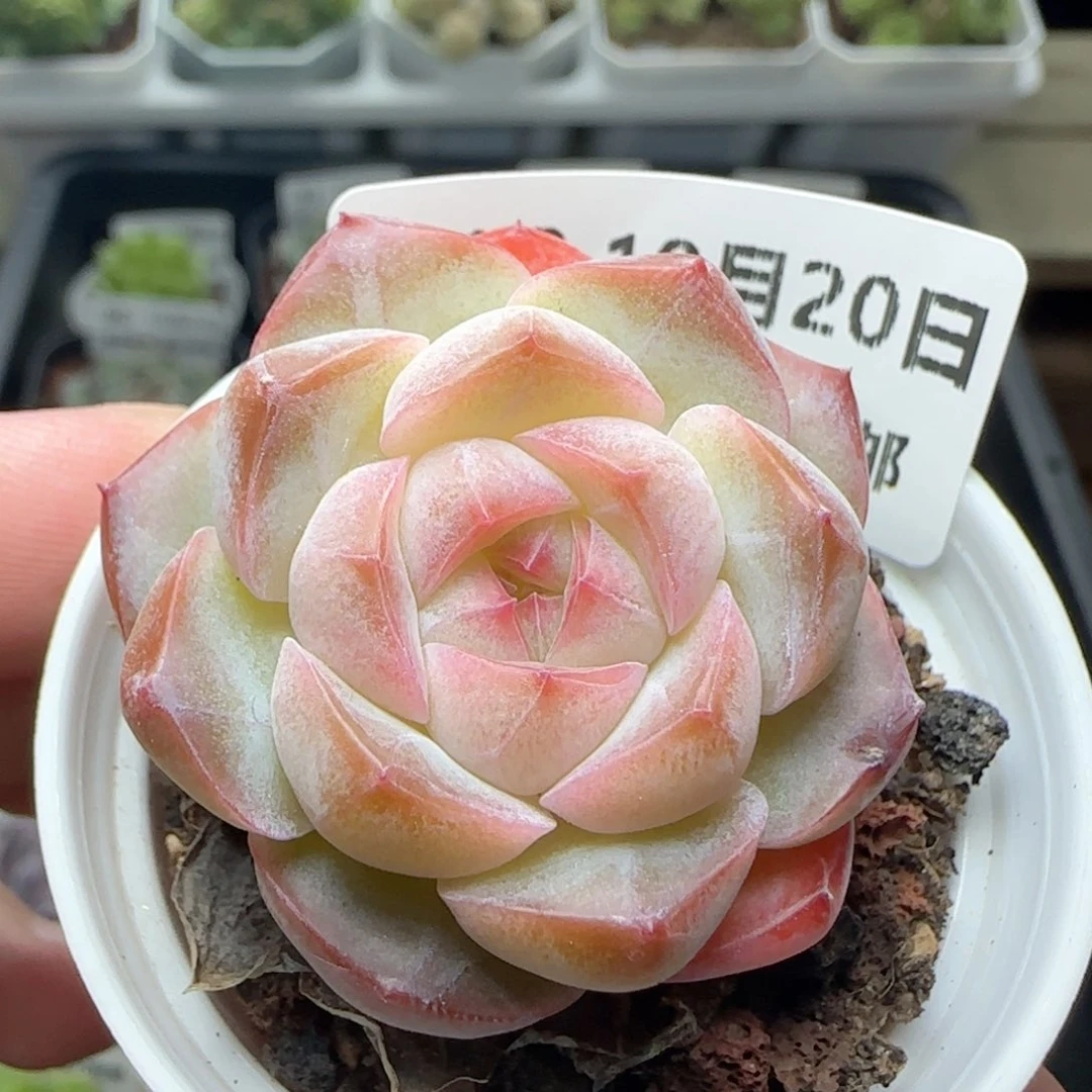 HY1020-110珍妮糖心