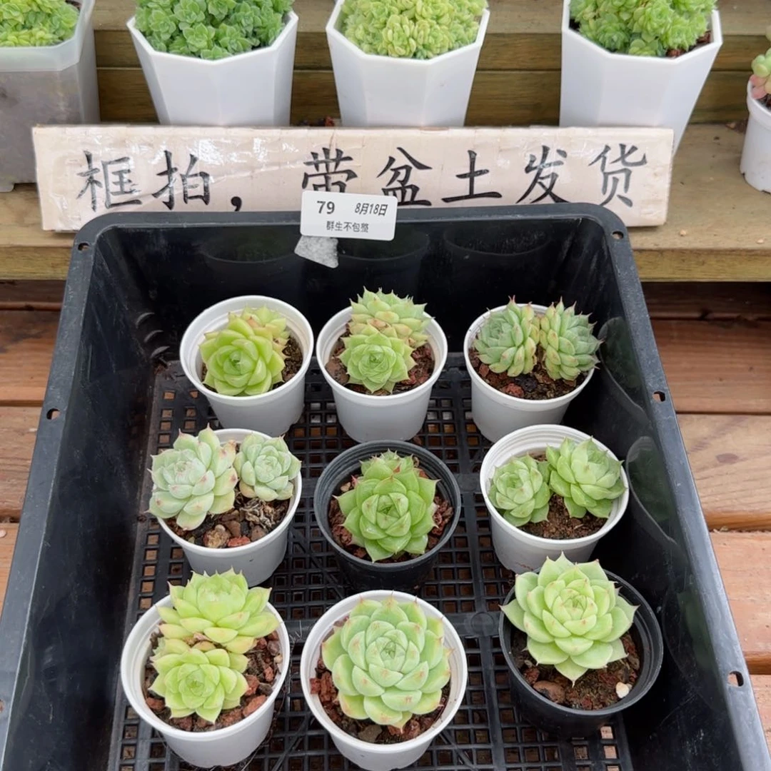 框拍框拍0818-79