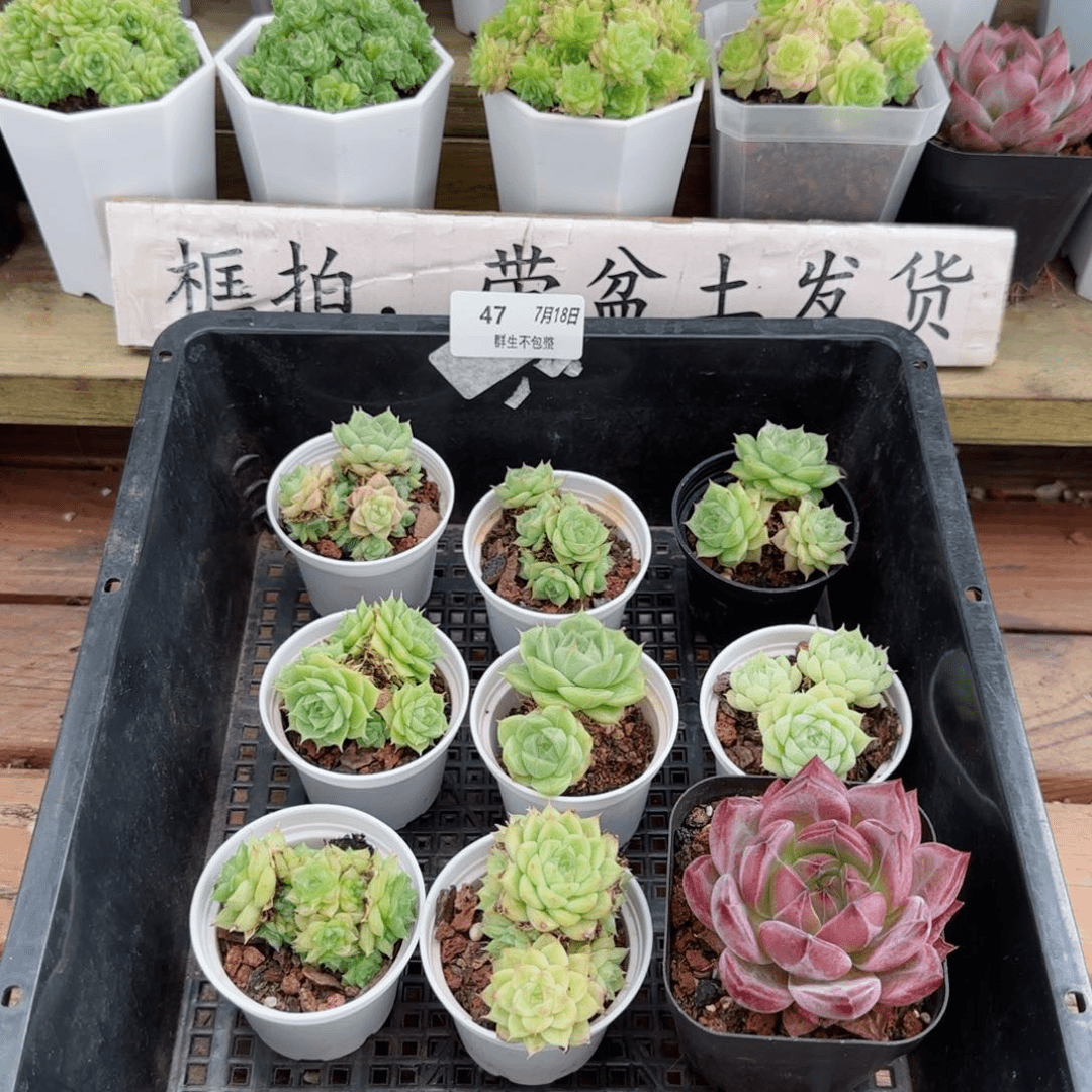 福利组合0718-47