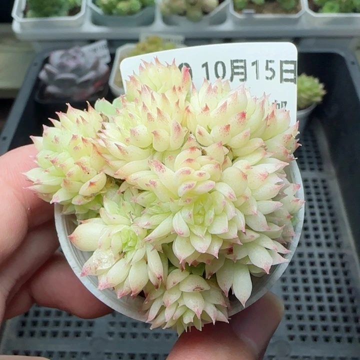 HY1015-140精品麦秆