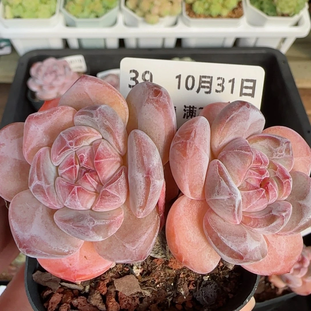 HY1031-39糖心星影