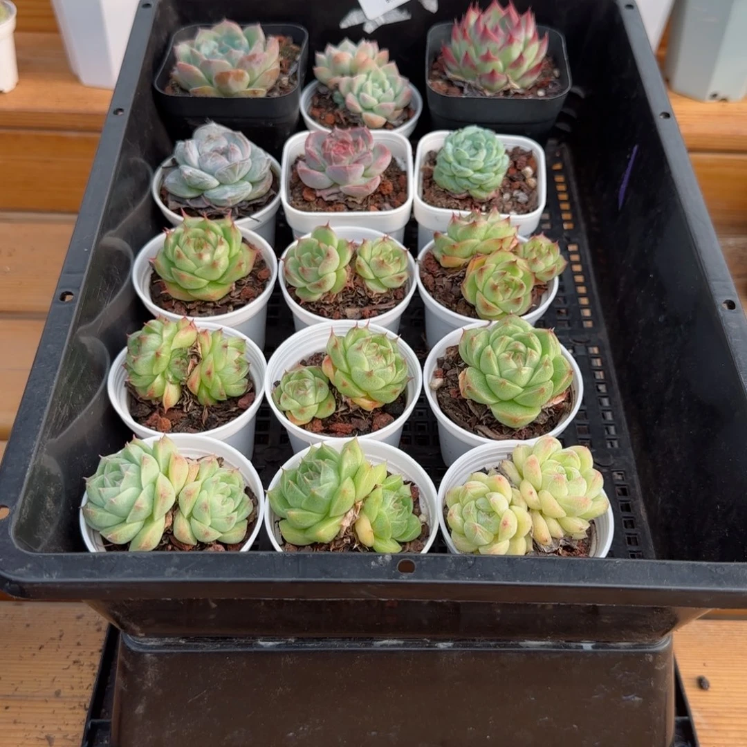 框拍框拍 0927-08