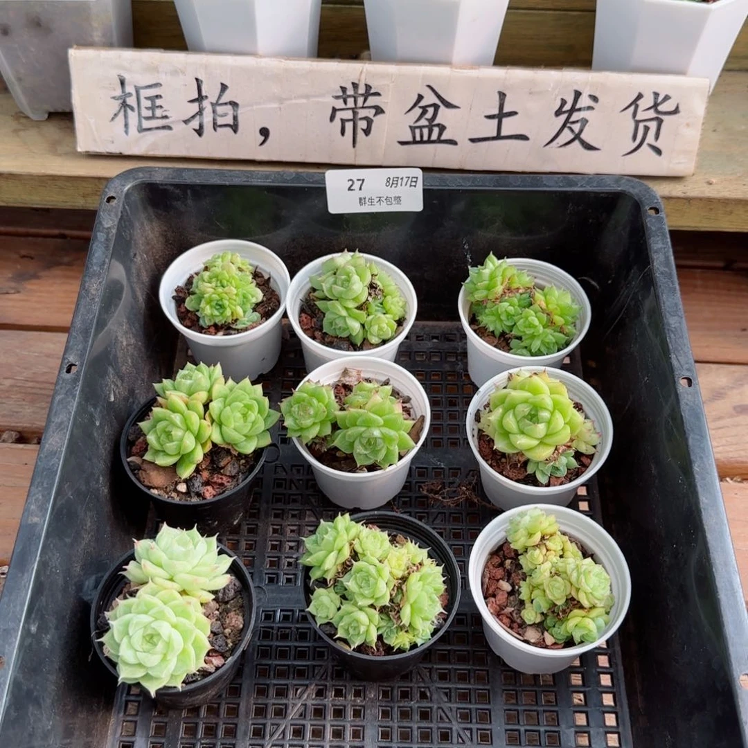 框拍框拍0817-27