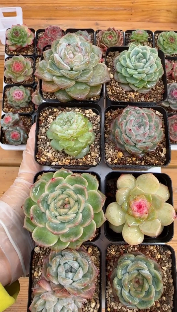 【闪购商品】糖心珍妮8颗带托架1108-130