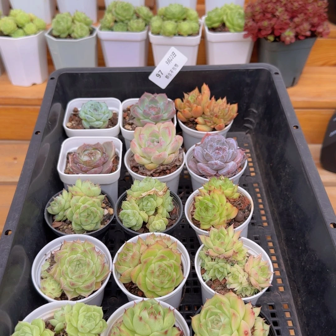 曾*喵框拍框拍0922-97