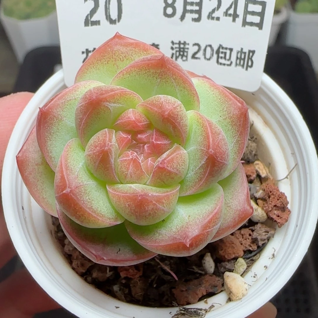 HY0824-20珍妮糖心