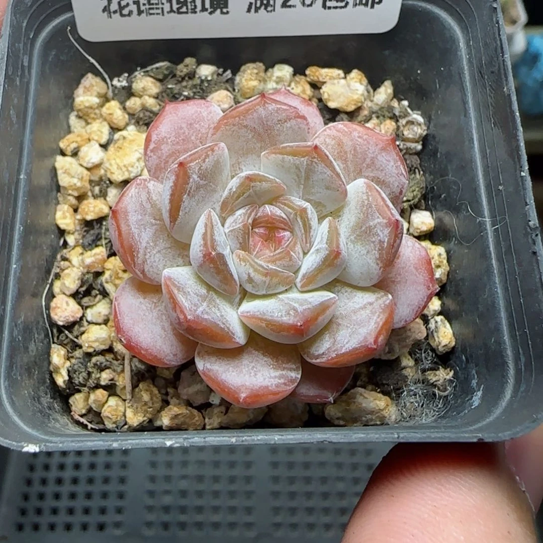 HY0827-101白巧克力糖心