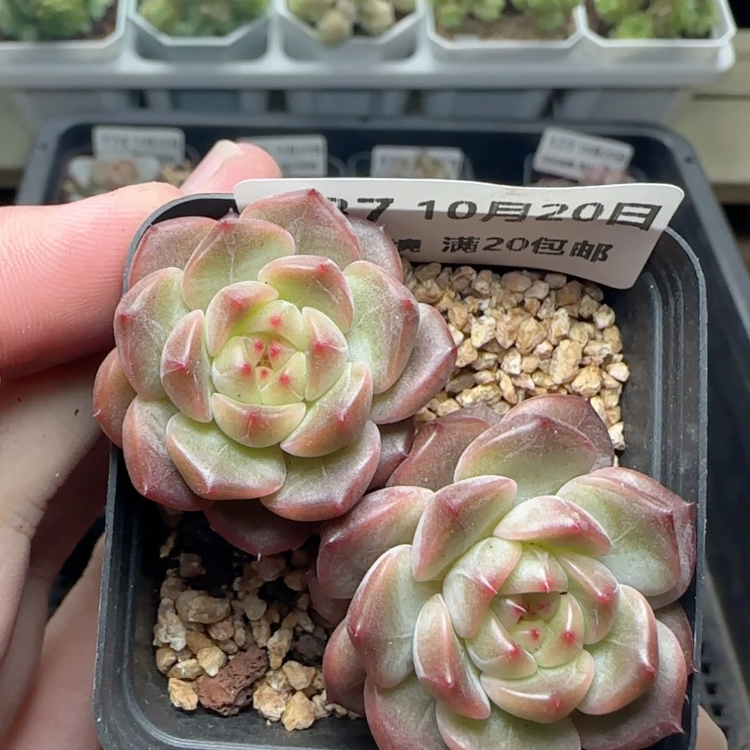 HY1020-187晴川珍妮