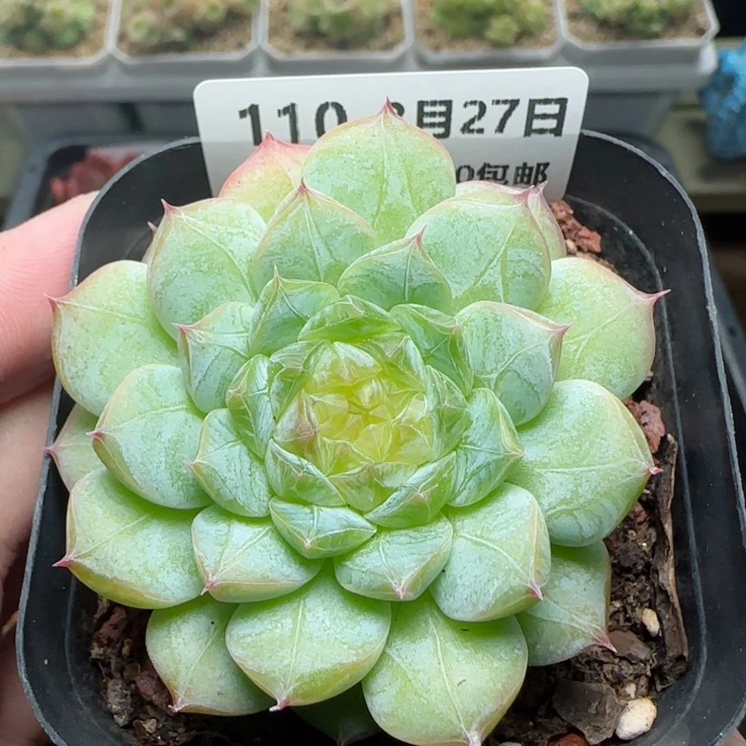 HY0827-110糖心珍妮