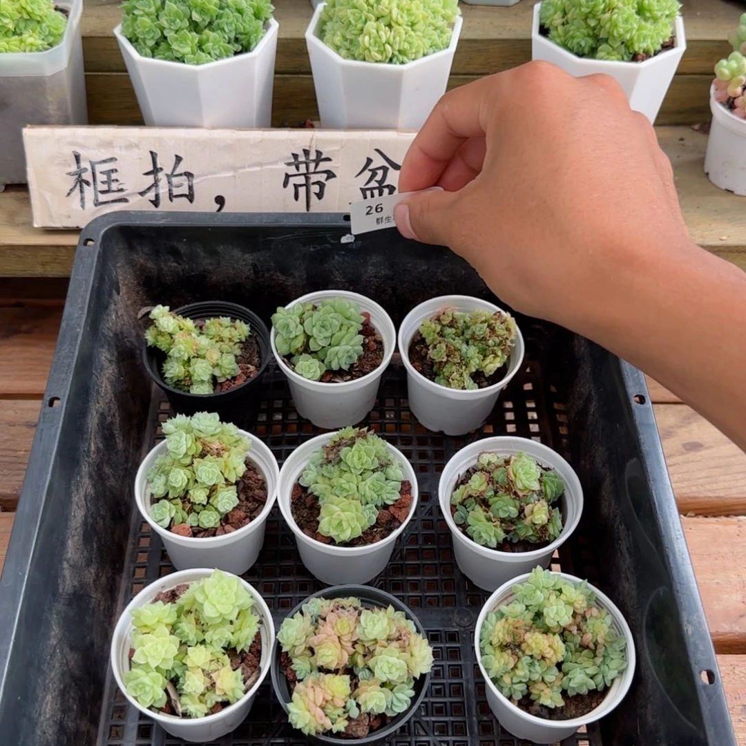 框拍框拍0818-26