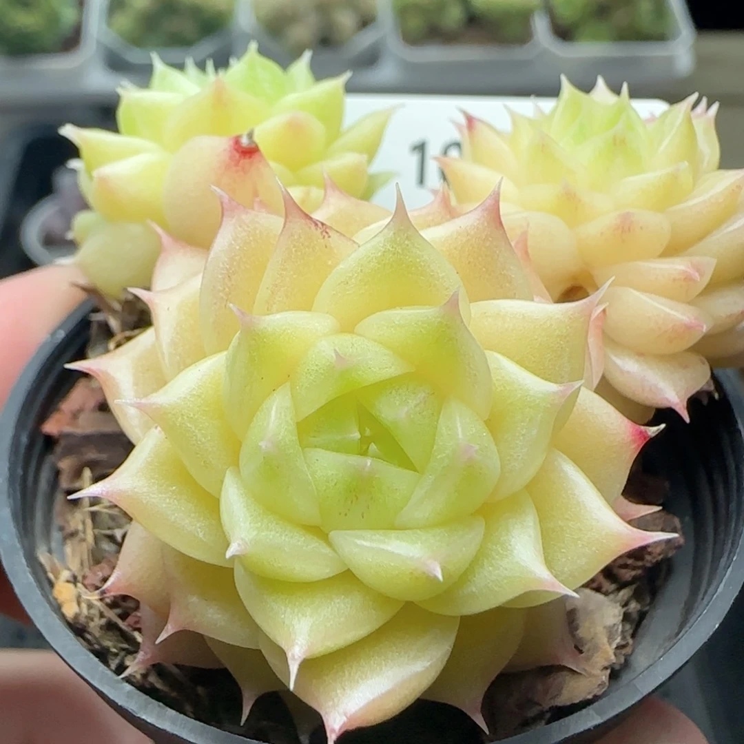 HY1020-60珠光麦秆