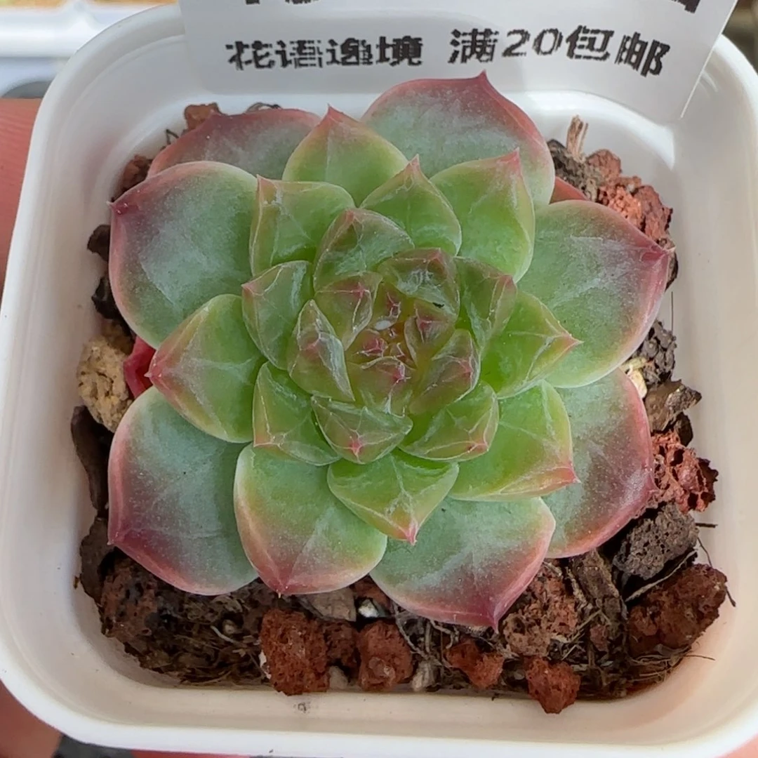 HY0829-13花仙子