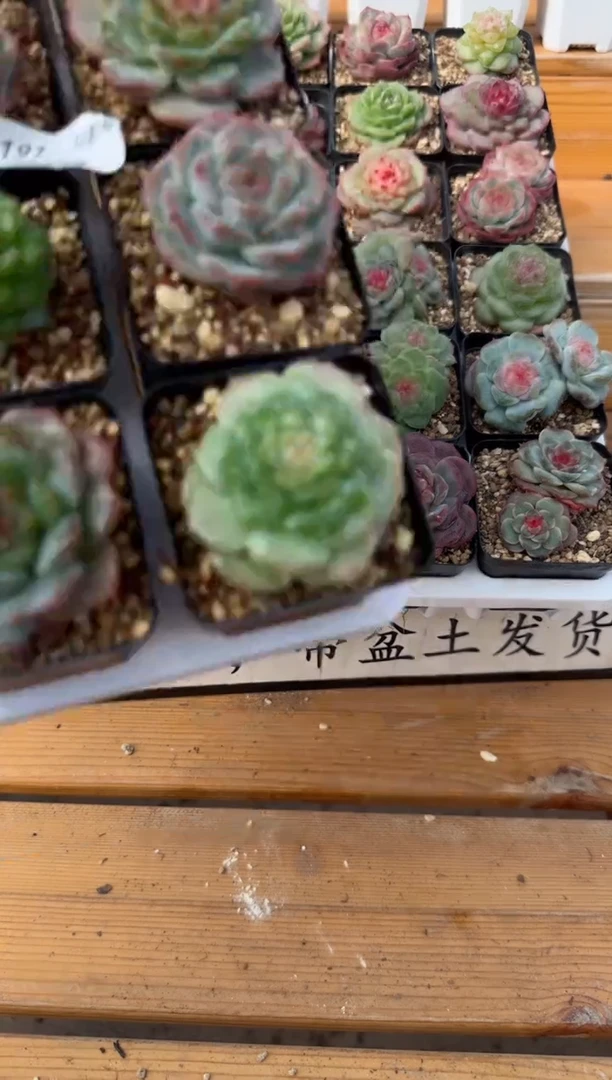 【闪购商品】框拍框拍1014-191