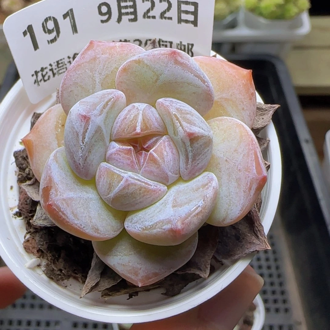 HY0922-191糖心星影