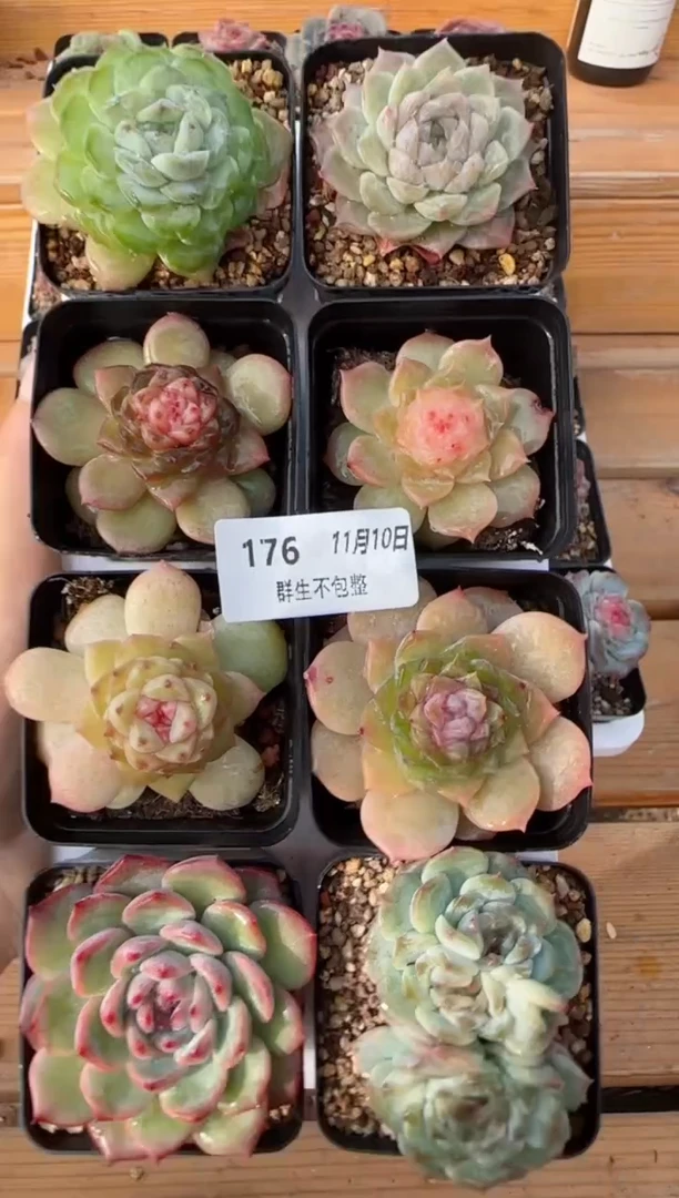 【闪购商品】1110-176