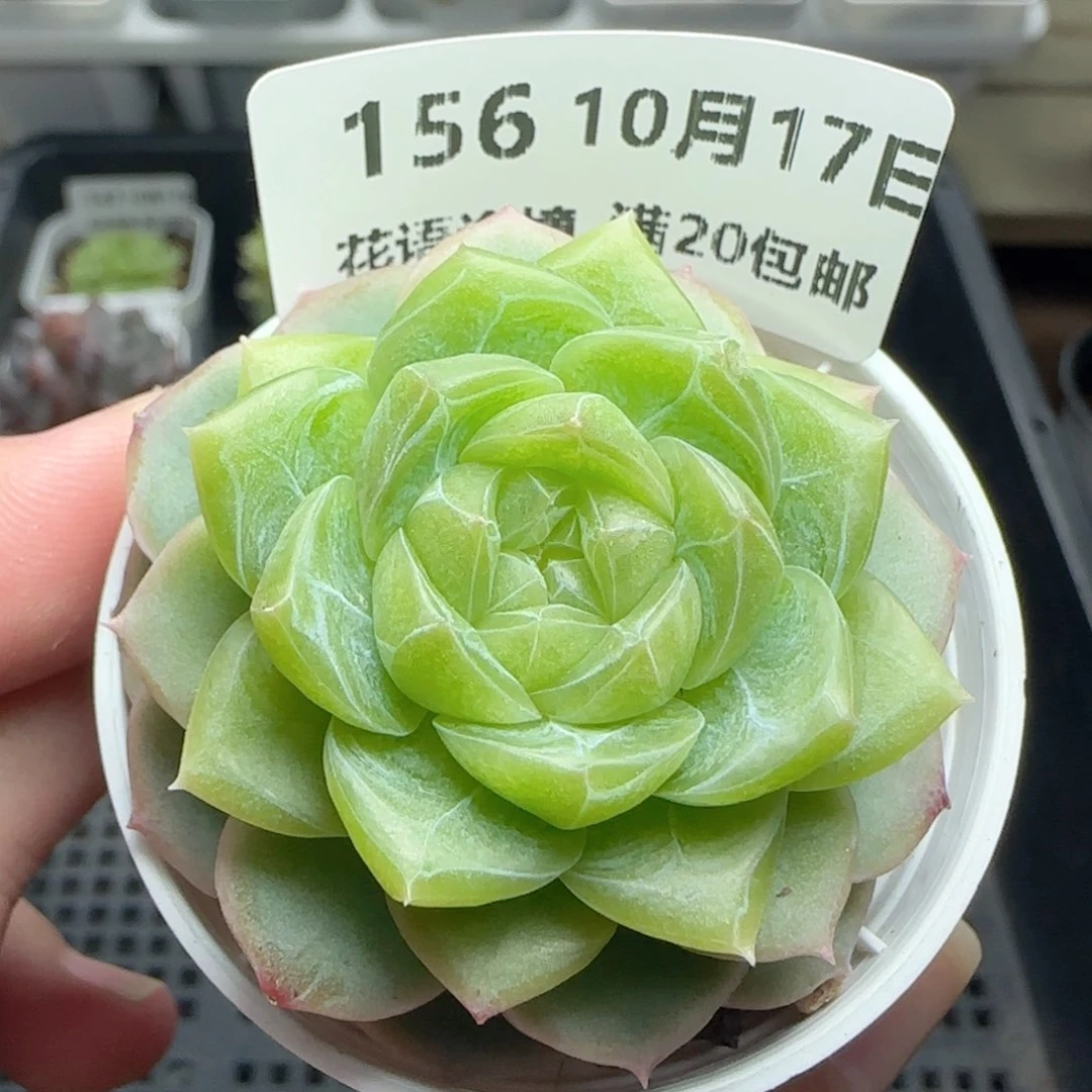 HY1017-156好东西