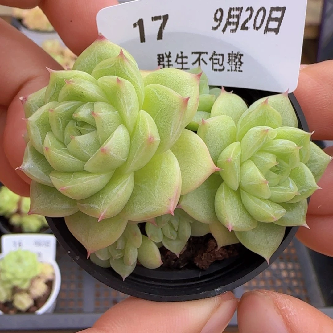 暗纹包子麦秆0920-17