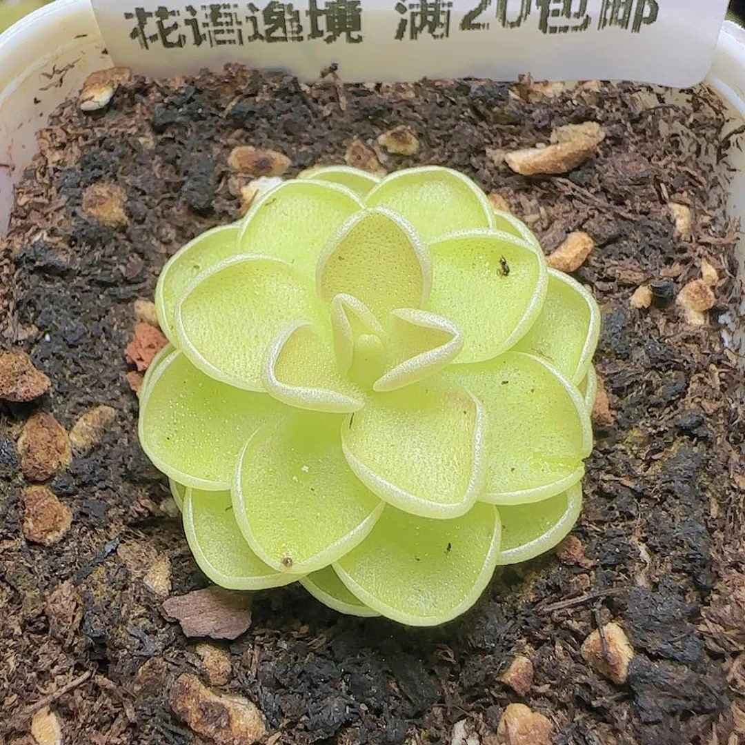 HY0824-181捕虫堇