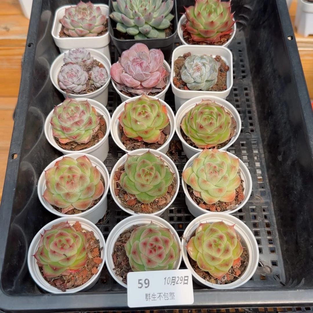 好*框拍框拍1029-59