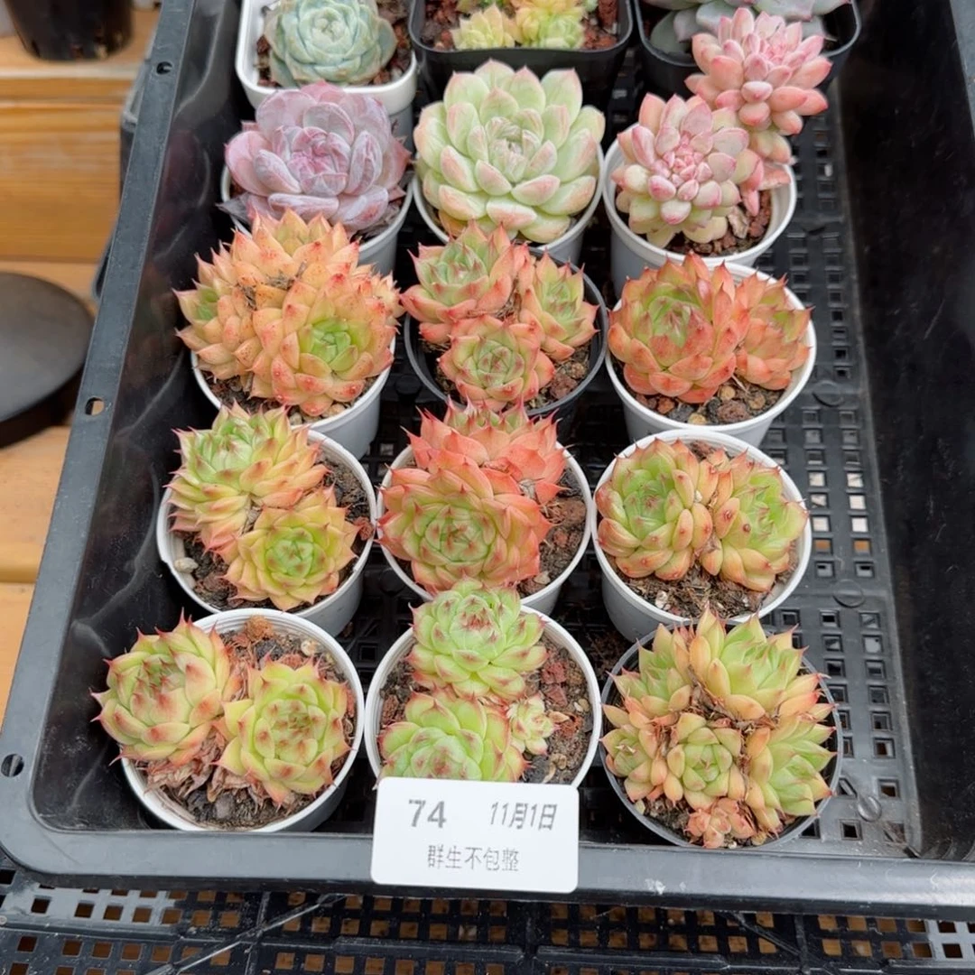 框拍框拍 1101-74