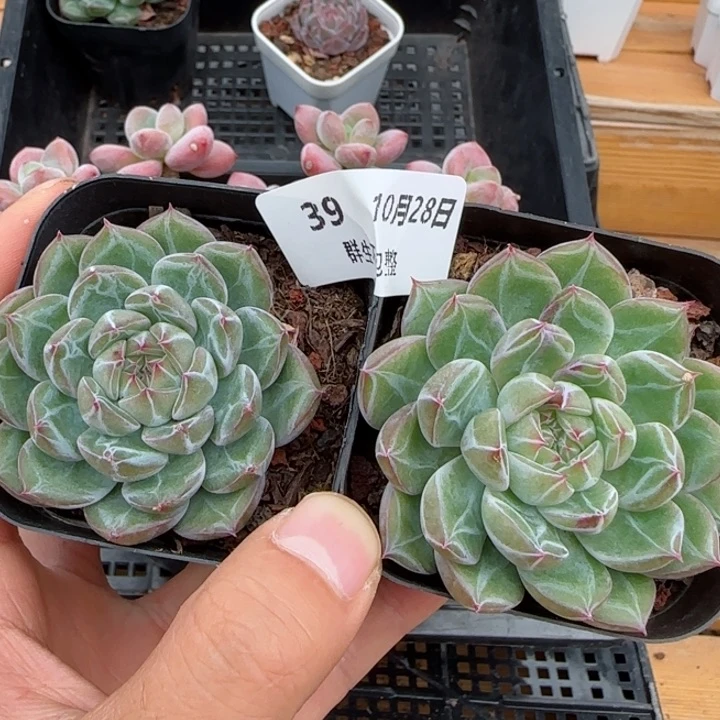 小**饵框拍框拍1028-39