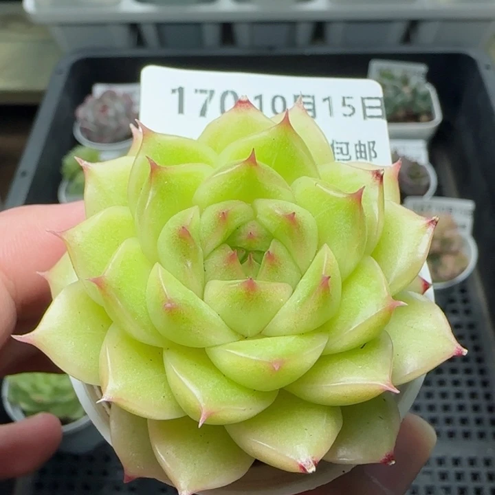 HY1015-170精品麦秆