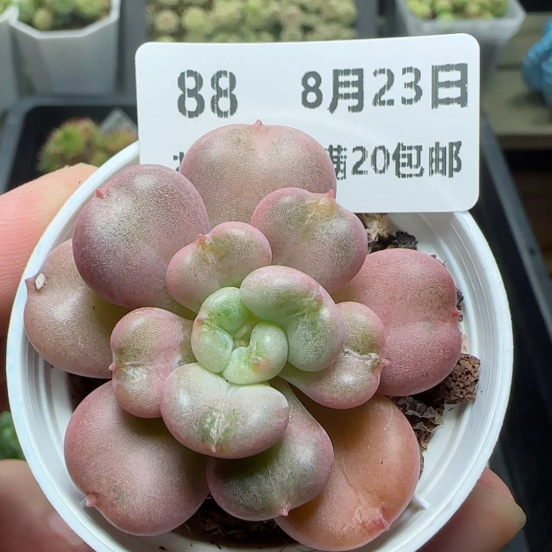 HY0823-88比尔盖茨