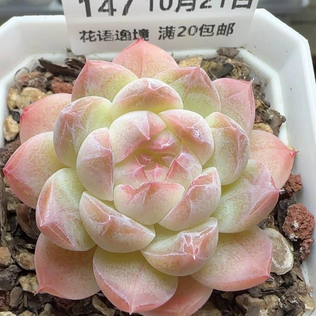 HY1021-147珍妮糖心