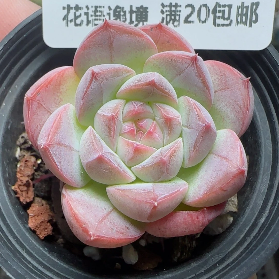 HY0827-81白桃汽水