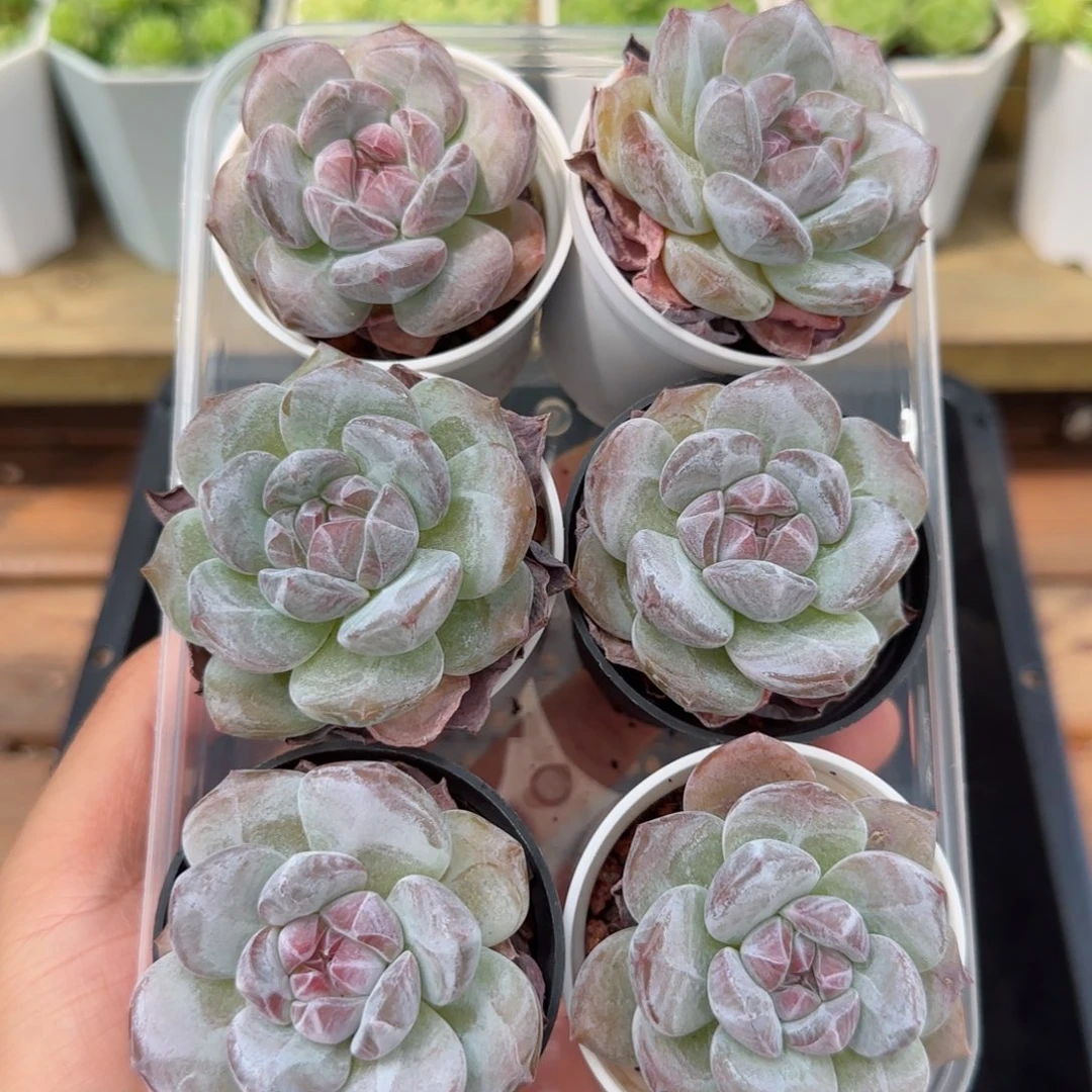 星影6颗带盆发货