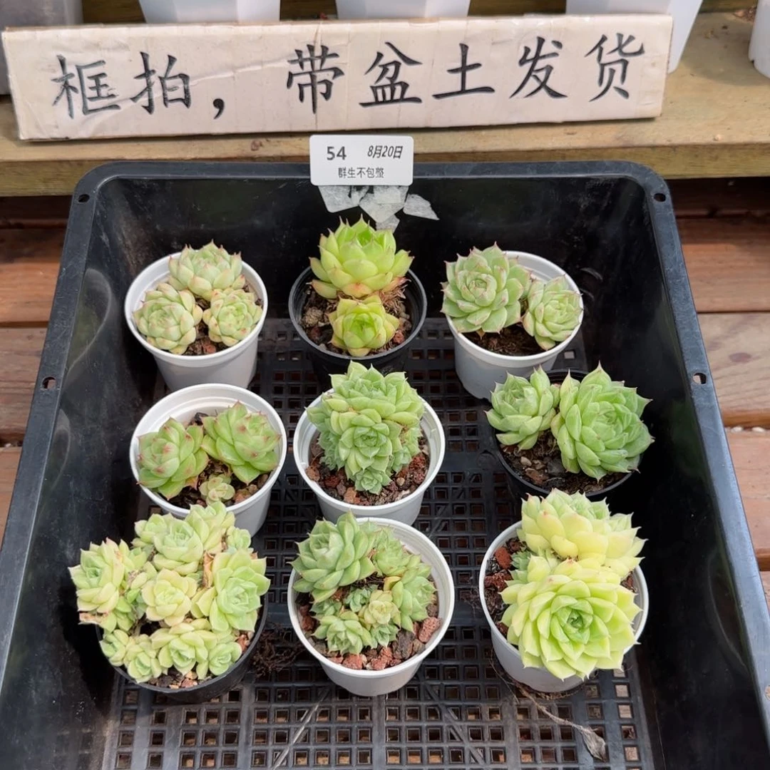 框拍框拍0820-54