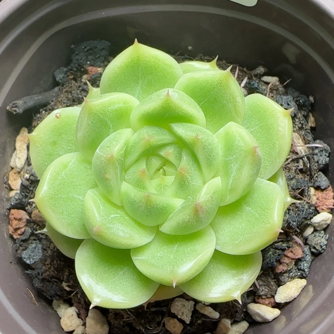 HY0824-26精品麦秆