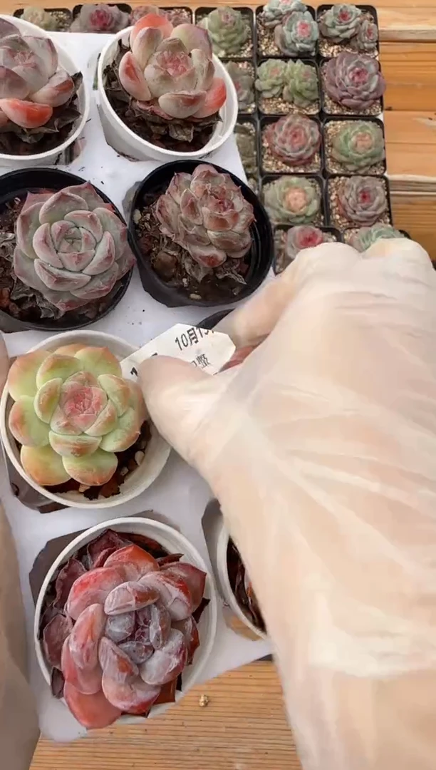 【闪购商品】钻石糖心1019-157