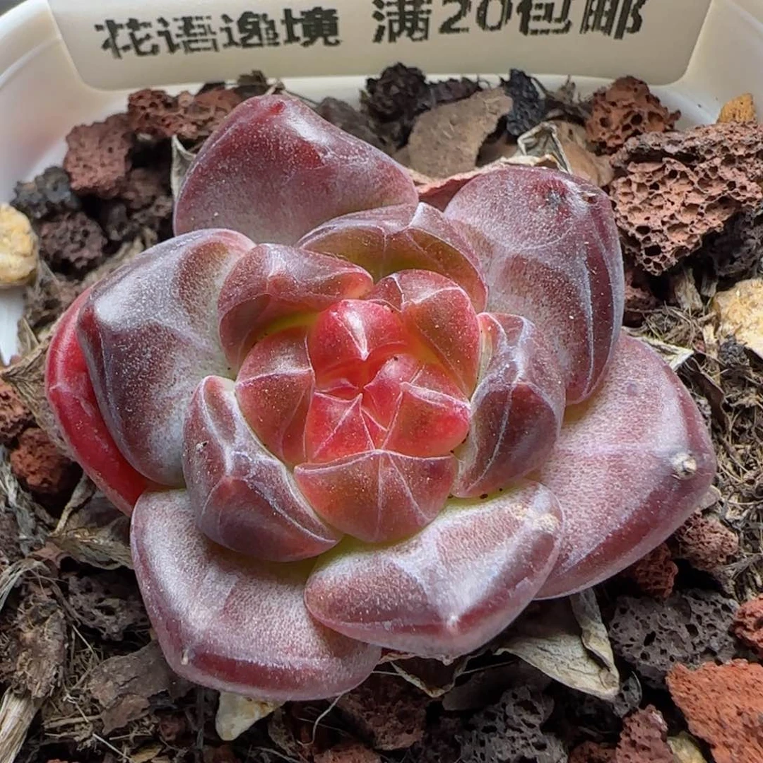 HY0923-146琥珀珍妮