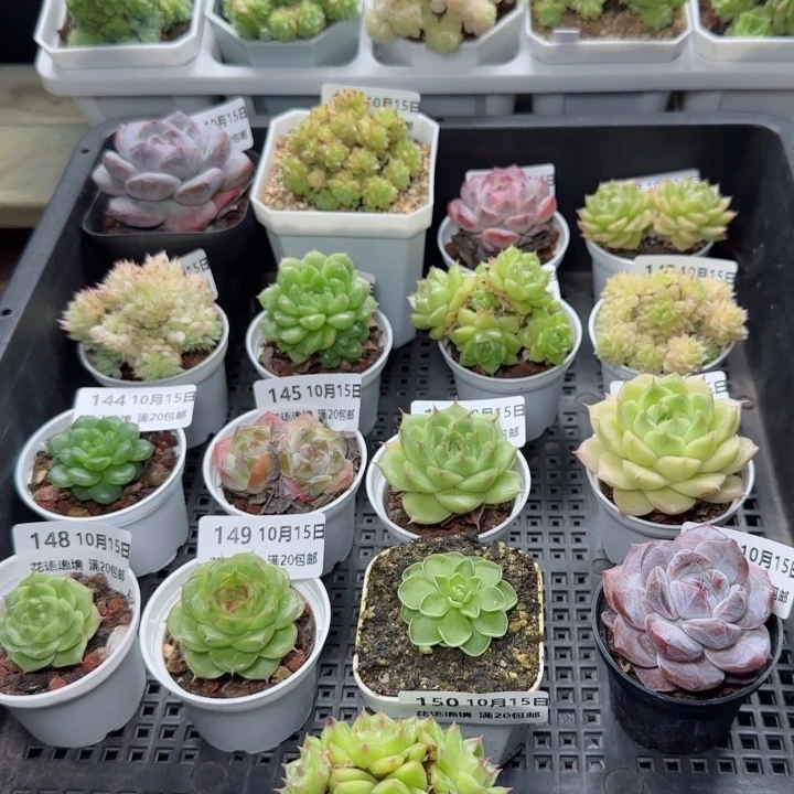 HY1015-152精品麦秆