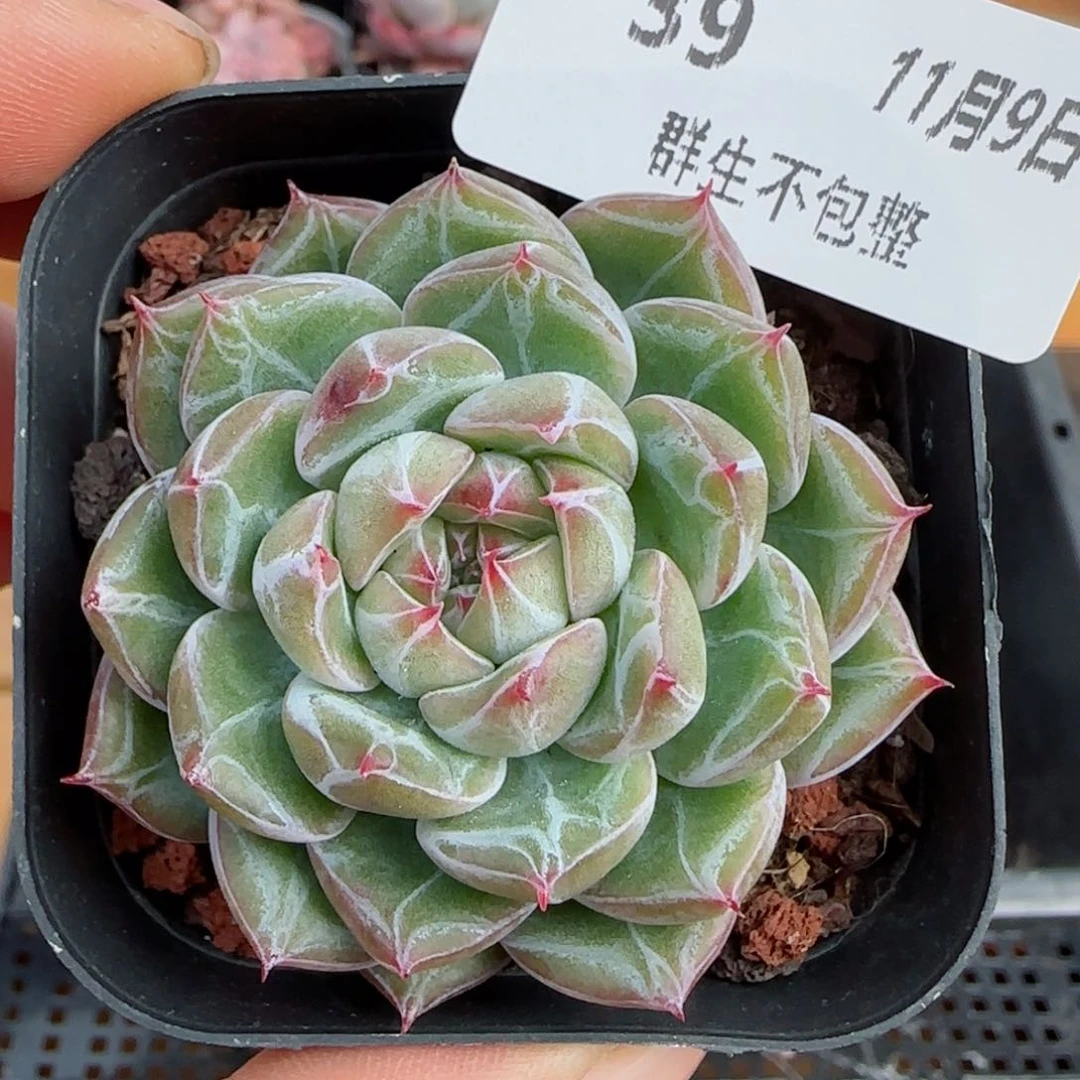 *️**框拍框拍1109-39雪花珍妮