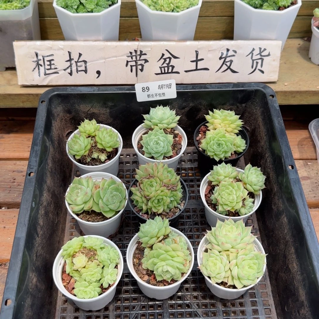 框拍框拍0819-89