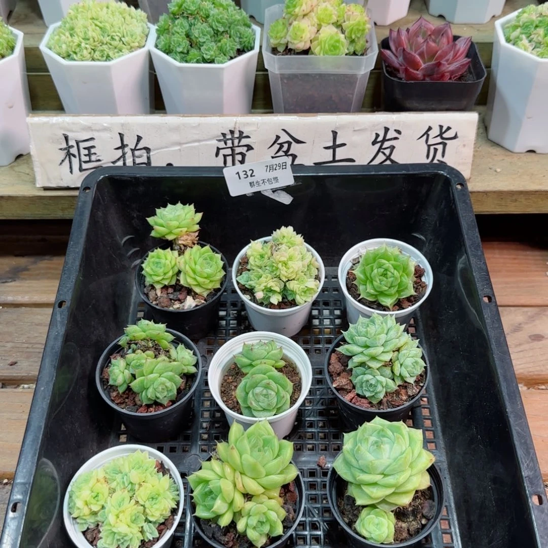 福利组合0729-132