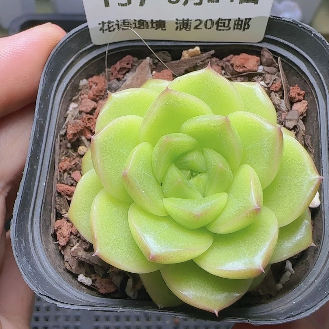 HY0824-157精品麦秆