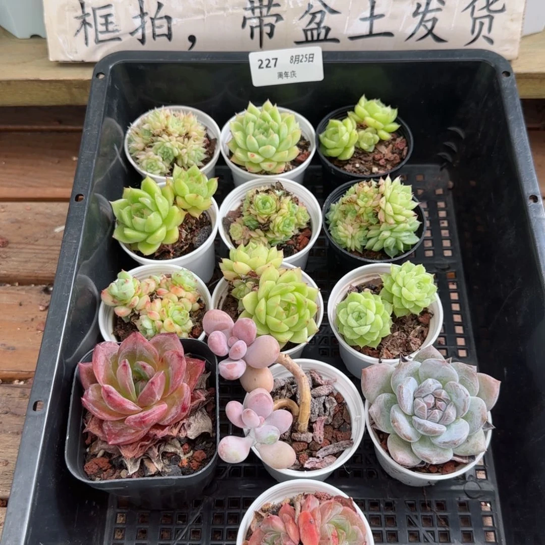 框拍框拍0825-227