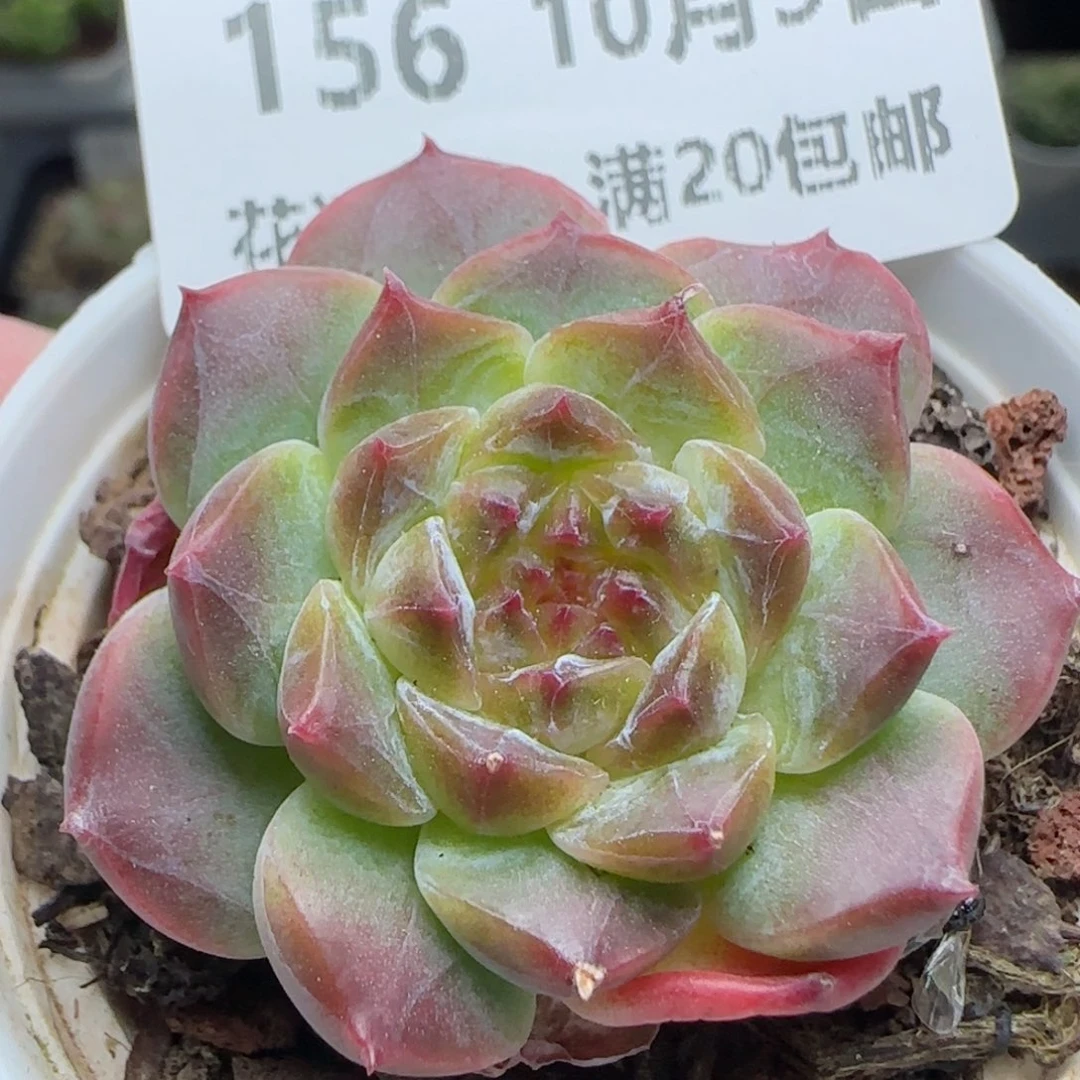 HY1009-156糖心冰魄